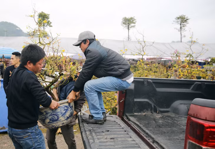 Mai vàng vẫn là loại hoa rất 