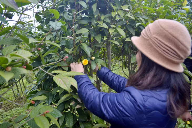 Người dân thu hái nụ trà hoa vàng.