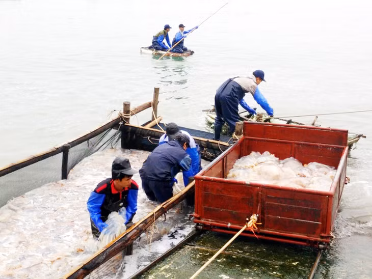Người dân Cô Tô thu hoạch sứa.