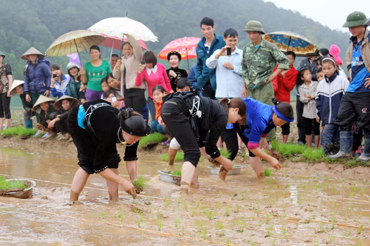 Thi cấy lúa tại Lễ hội Văn hoá dân tộc Tày lần thứ V - 2015 tại xã Phong Dụ (Tiên Yên). Ảnh: Thanh Sơn (Đài Tiên Yên)
