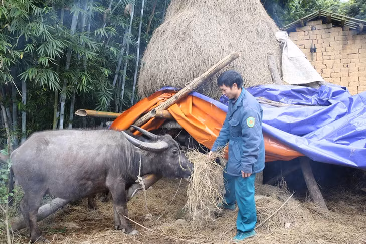 Đến thời điểm hiện tại đàn trâu trên địa bàn huyện Bình Liêu đã được đưa về chuồng và chăm sóc cẩn thận hơn.