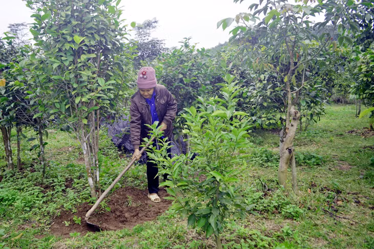 Vườn trà hoa vàng của gia đình anh Nịnh Văn Trắng (thôn Khe Xa, xã Đạp Thanh, Ba Chẽ) được chăm sóc chu đáo.
