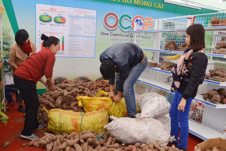 Sản phẩm khoai lang Bình Ngọc của TP Móng Cái