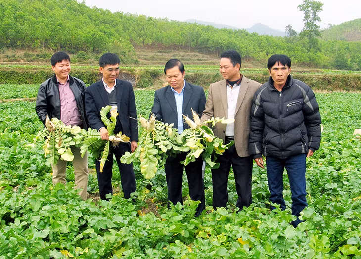 Lãnh đạo Hội Nông dân tỉnh kiểm tra thực tế mô hình trồng củ cải Đầm Hà tại xã Quảng Lợi (huyện Đầm Hà). Ảnh: Thế Toàn (CTV)