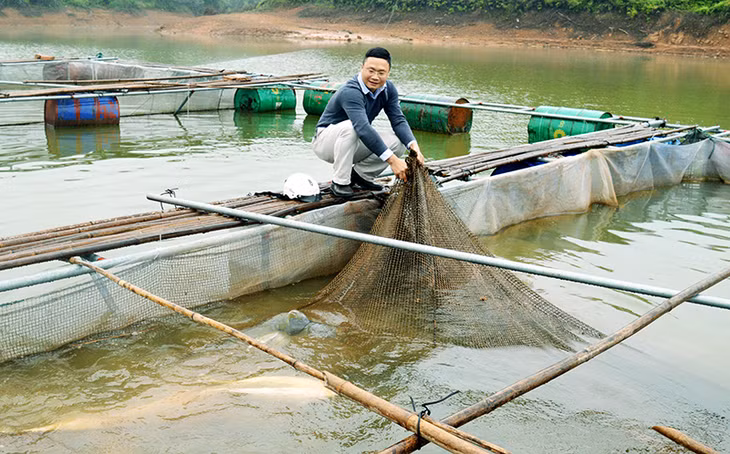 Anh Nguyễn Tất Hùng kiểm tra sự phát triển của cá lăng.