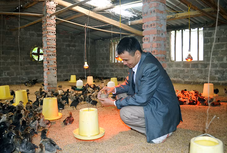 Anh Trần Quang Khương, Phó Chủ nhiệm Câu lạc bộ nông trang Dực Yên chăm sóc đàn gà của gia đình.