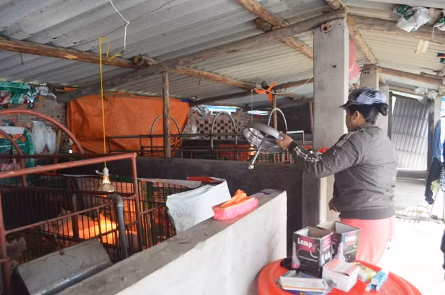 Người dân Đầm Hà che chắn chuồng trại và thắp bóng điện hồng ngoại sưởi ấm cho đàn gia súc