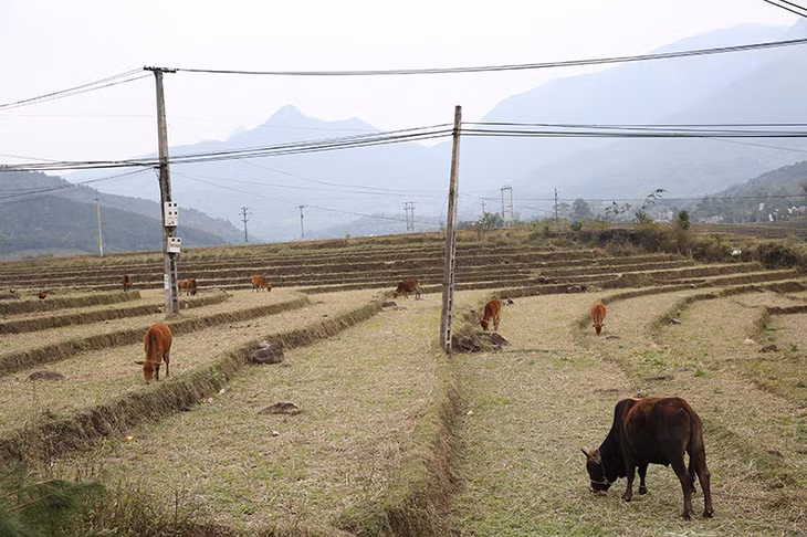 Người dân vẫn thả rông trâu, bò