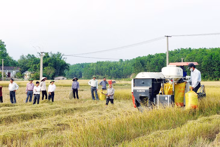 Nông dân Đầm Hà thu hoạch lúa xuân bằng máy gặt đập liên hợp.