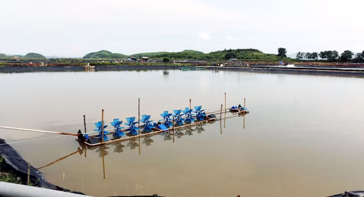 Dịch bệnh làm 2/4 ao tôm của gia đình anh Đặng Văn Minh (thôn Xán Xế Đông, xã Đông Ngũ, huyện Tiên Yên) bị chết.