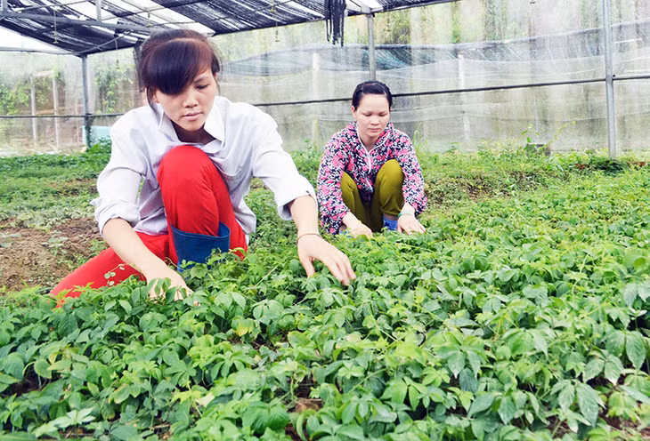 Nhân viên Công ty TNHH Nuôi trồng, Sản xuất và Chế biến dược liệu Đông Bắc chăm sóc cây dược liệu tại xã Cộng Hoà.