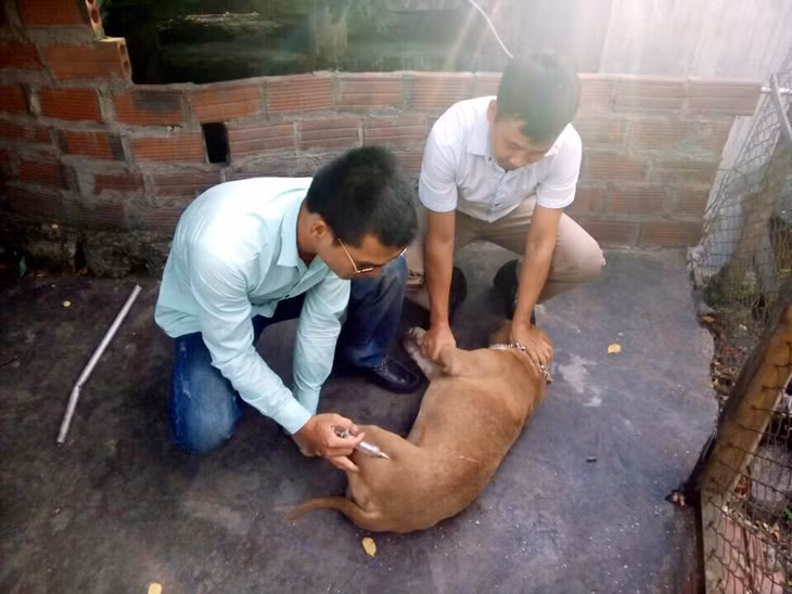 Cán bộ thú y TP Hạ Long tiêm vắc xin phòng dại trên vật nuôi tại phường Hà Lầm.