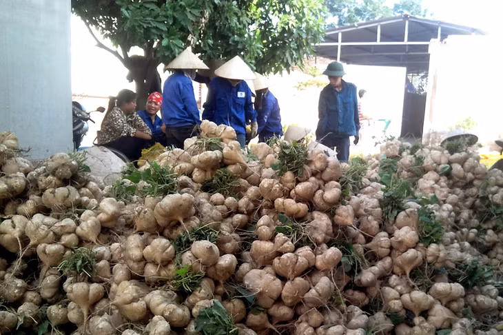 Trồng củ đậu mang lại thu nhập cao hơn trồng lúa cho người dân xã Bình Khê.