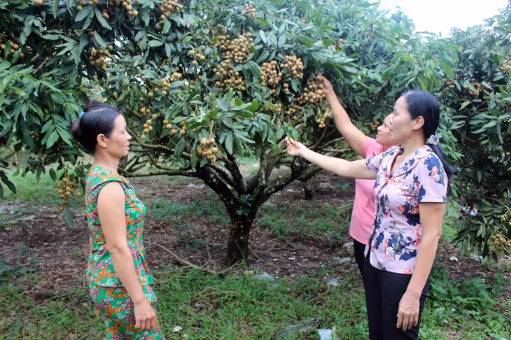 ...và hàng trăm vườn mẫu cho hiệu quả kinh tế cao.