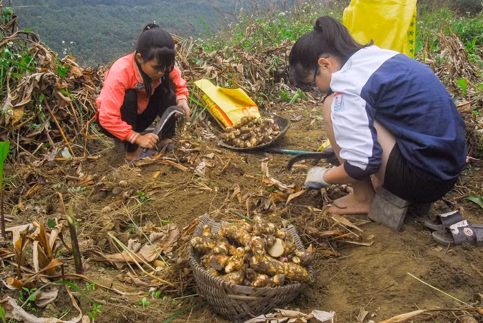 Trần Thị Hoa (bên trái) và Lý Thị Tâm là học sinh trường THPT Nội Trú Bình Liêu. Hai em tranh thủ ngày cuối tuần để phụ gia đình thu hoạch dong riềng.