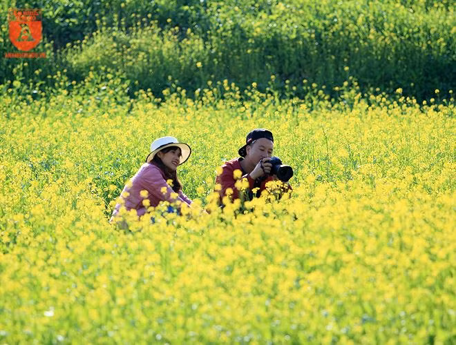  Đây cũng là thời điểm giới trẻ đam mê nhiếp ảnh tìm tới những cánh đồng hoa cải để chụp ảnh 