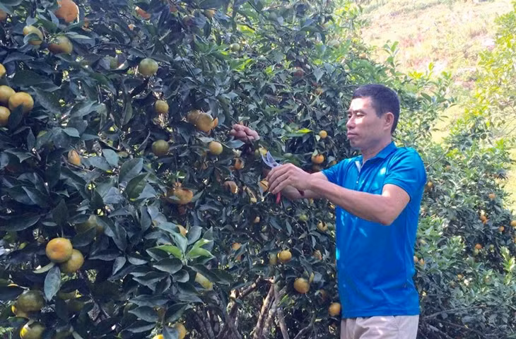 Ông Trần Văn Hậu, Giám đốc HTX Nông trang Vạn Yên (huyện Vân Đồn) đưa sản phẩm cam Vạn Yên thâm nhập trong các siêu thị.
