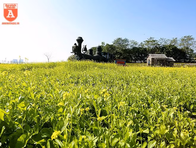  Hình ảnh đầu tàu đỗ giữa cánh đồng cải khá lạ mắt 