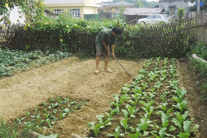 Người dân thôn Bắc, xã Phú Hải (huyện Hải Hà) cải tạo vườn tạp để trồng rau sạch.