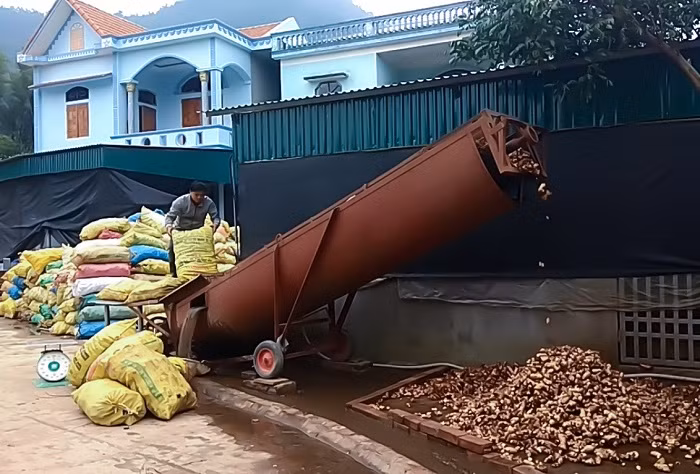 Khi dong riềng vào mùa thu hoạch cũng là lúc xưởng làm miến dong của gia đình anh Trần Minh Tiến (thôn Mõ Túc, xã Húc Động) vào “mùa” sản xuất.
