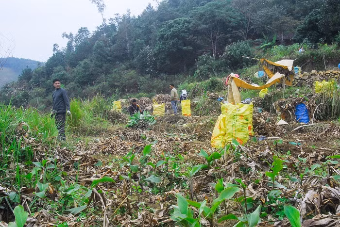 Trong cái nắng gió hanh hao dịp cuối năm là lúc người dân Bình Liêu thu hoạch dong riềng.
