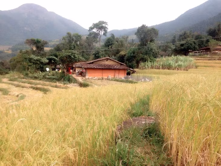 Ngôi nhà thấp thoáng giữa đồng lúa.