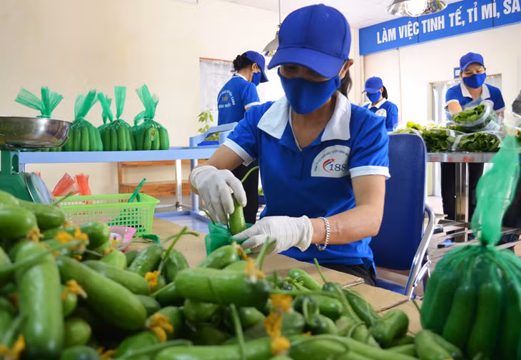 Chăm sóc rau tại cơ sở sản xuất rau thủy canh 188 Mạo Khê