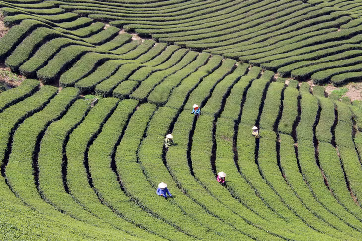 Xây dựng NTM gắn với tái cơ cấu ngành nông nghiệp, hiện nay ở Hải Hà đã hình thành nhiều
