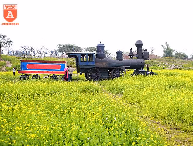  Một chủ phim trường tại Long Biên (Hà Nội) đã "chịu chơi", thiết kế hẳn một đầu tàu hỏa và toa xe làm bối cảnh đẹp giữa cánh đồng cải 