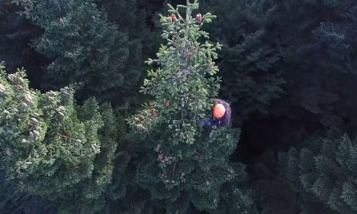 Công nhân trèo lên ngọn cây cao để thu hoạch quả cây Nordmann fir. Ảnh: National Geographic.