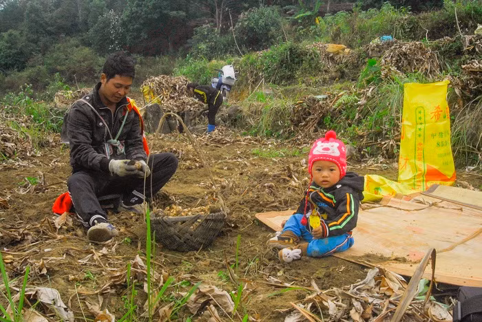 Cả gia đình đều đi thu hoạch dong riềng nên anh Lý Văn Tài (thôn Nà Ếch, xã Húc Động) mang theo con trai ra đồng.