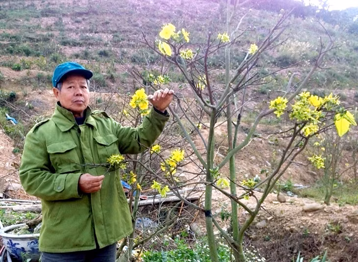 Ông Trần Mạnh Chuyên, thôn Tây Sơn, xã Bình Khê, TX Đông Triều, người tiên phong bảo tồn, nhân rộng và phát triển cây mai vàng Yên Tử.