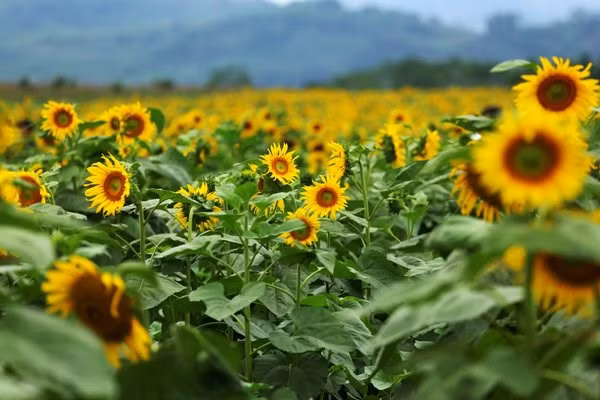  Cánh đồng hoa này đã đóng góp không nhỏ trong việc kích thích tăng trưởng du lịch cho các công ty lữ hành nói riêng, cho ngành du lịch của tỉnh Nghệ An nói chung. Ảnh: IVIVU. 