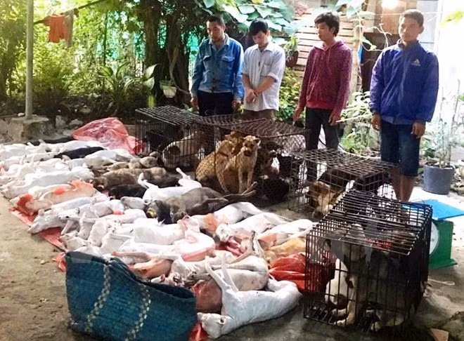 Kẻ trộm và tang vật (47 con chó) bị bắt quả tang tại hiện trường. (Ảnh: Lê Đức Hoảnh/Vietnam+)