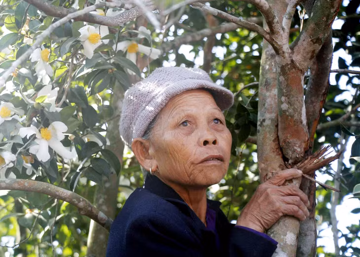 Một bà lão hoài niệm bên cây hoa sở cổ thụ. Ảnh: Đức Hiếu