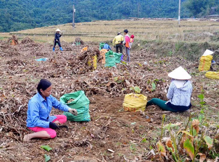 Mùa thu hoạch dong riềng ở Bình Liêu vào dịp giáp Tết, đàn ông đi làm thuê nên trên cánh đồng chỉ có phụ nữ làm công việc này.
