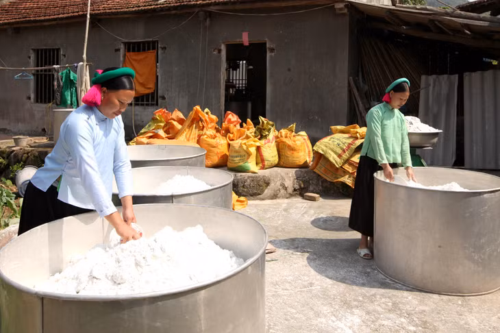 Củ dong được lọc thành tinh bột. Củ dong được lọc thành tinh bột.