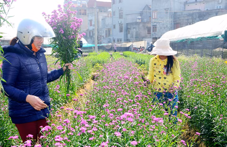 Người dân đến mua hoa ở làng hoa Đồng Chè, thị trấn Trới (Hoành Bồ).