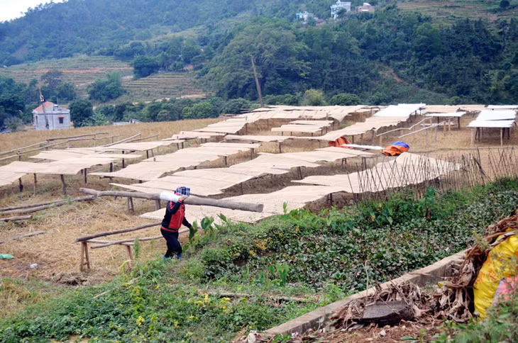 Miến dong được phơi trên các con đường làng.