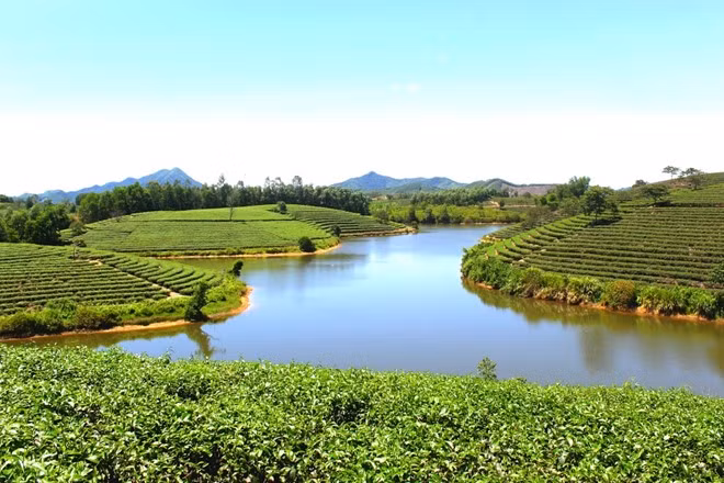 Đường đến đảo chè nằm trên dọc đường Hồ Chí Minh. Qua xã Thanh An, Thanh Chương, bạn di chuyển khoảng 200 m sẽ đến đảo chè. Ảnh: Trần Bá Chung.