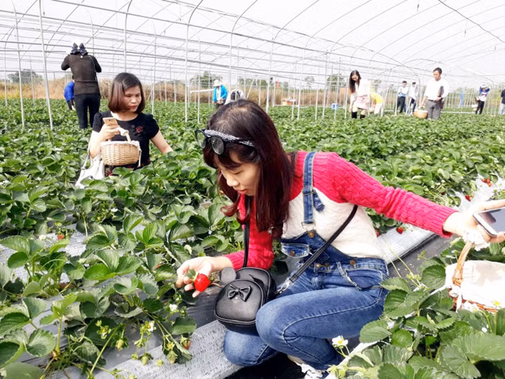 Ở “Nam Phương mỹ lệ”, nông dân trồng rau quả thành những khu vực riêng để khách du lịch đến tham quan, chụp ảnh và thưởng thức.