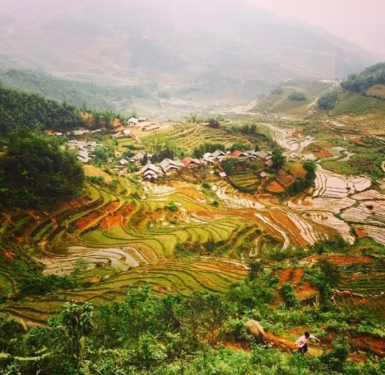Vẻ đẹp mùa lúa chín. Ảnh: Thuylam80.