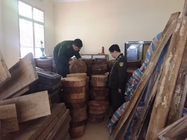 Số gỗ nghiến dạng thớt tang vật bị thu giữ.