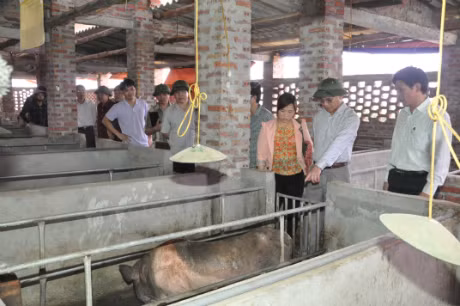 Đồng chí Đặng Huy Hậu, kiểm tra tại cơ sở sản xuất, nhân giống lợn nái Móng Cái, thôn 10, xã Hải Đông