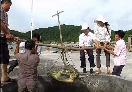 Một con rùa biển mắc lưới ngư dân ở Cô Tô và được thả về biển.