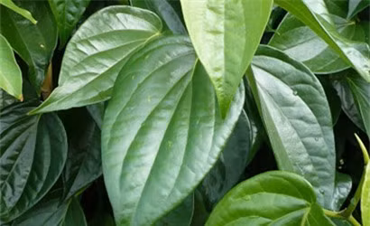 Lá trầu không.