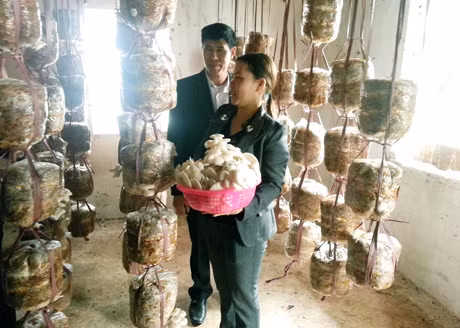 Mô hình trồng nấm sò của gia đình chị Phạm Thị Sáu, thôn Chí Linh, xã Yên Đức cho hiệu quả kinh tế cao.