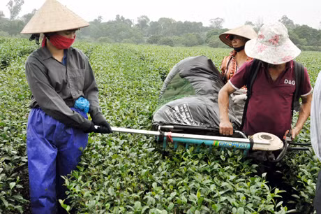 Việc chuyển đổi từ giống chè cũ sang trồng một số giống chè mới chất lượng cao đã mang lại hiệu quả kinh tế cao cho một số hộ dân và doanh nghiệp ở huyện Hải Hà. Trong ảnh: Thu hoạch chè chất lượng cao tại Công ty TNHH Thuấn Quỳnh.