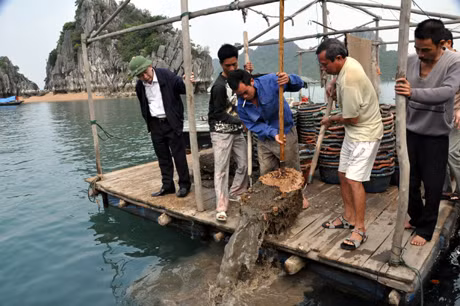 Điểm nuôi tu hài của gia đình ông Bùi Huy Đông tại khu Hòn Cò, thị trấn Cái Rồng (Vân Đồn).