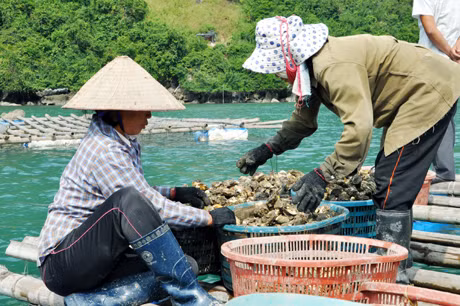 Nuôi hàu Thái Bình Dương tại xã Bản Sen (Vân Đồn).